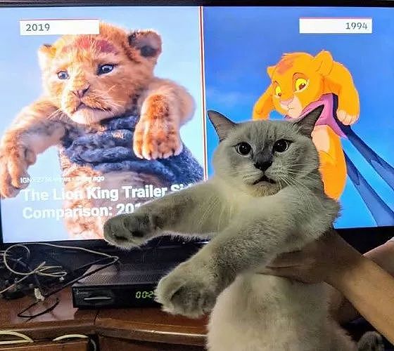 狮子王一上映，众网友纷纷拿自家猫COS，这些画面太搞笑了！ - 1