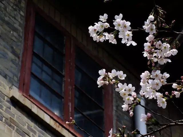 何必远赴日本，中国这8个超浪漫赏樱地，最便宜6元就可出发！ - 46