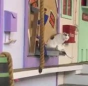 国外这所动物救助站的房子太神奇了，猫跑进去后，竟... - 2