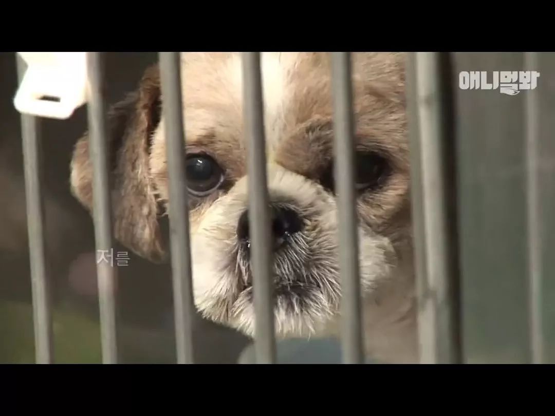 愤怒！韩国动保组织竟一边救狗一边将它们安乐死！ - 10
