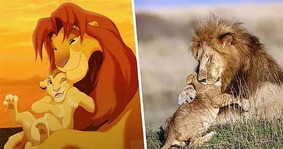 摄影师抓拍到一对狮子父子的可爱互动，神还原《狮子王》画面！ - 4