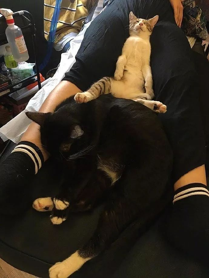 纹身店的猫咪，一有客人来，就喜欢躺在客人腿间睡觉，好不正经！ - 2