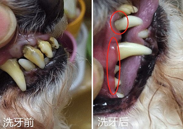 狗狗牙周病严重融断下巴，只能在嘴上打钢钉固定…… - 16
