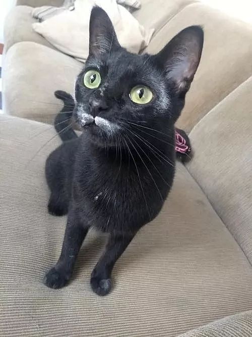 黑猫偷吃面粉被发现后，还不承认，但这证据让人哭笑不得！ - 1