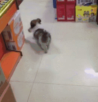 小狗把超市当成自己的家，咬着东西就走......店长：那狗，还没付钱呢？ - 3