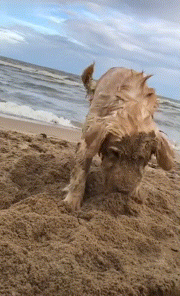 金毛第一次去玩沙子，开心的像个傻子，金毛：走的时候不用叫我了！ - 2