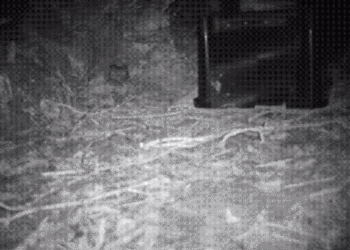 动物监控相机记录到的一只在喂食器周围撒欢儿的几维鸟 - 1