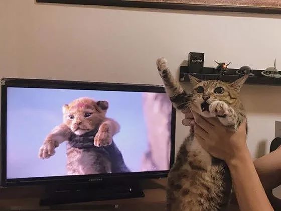 狮子王一上映，众网友纷纷拿自家猫COS，这些画面太搞笑了！ - 9
