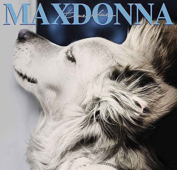 摄影师给狗狗拍了一组“麦当娜”同款照片，完全一个小巨星！ - 16