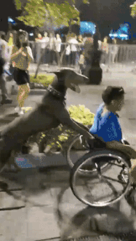 魔幻的一幕：狗狗很麻利的推着坐轮椅的主人，一起穿越人海... - 2