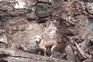 印度水灾后，人们在废墟中发现一只疯狂刨土的狗…… - 2