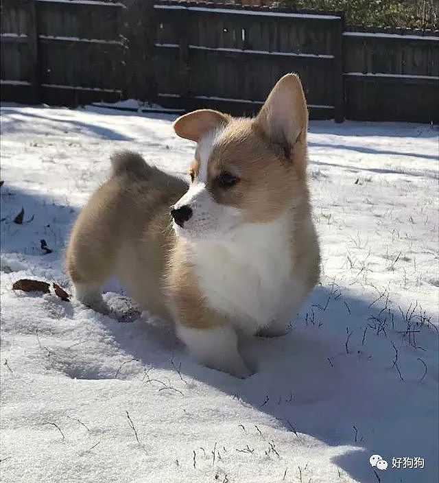 小柯基第一次见到雪，兴奋地还要尝一尝味道…… - 5