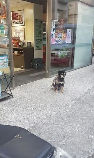 狗狗在超市门口乞讨被喂成猪，主人无奈挂牌：减肥中，请不要喂我！ - 1
