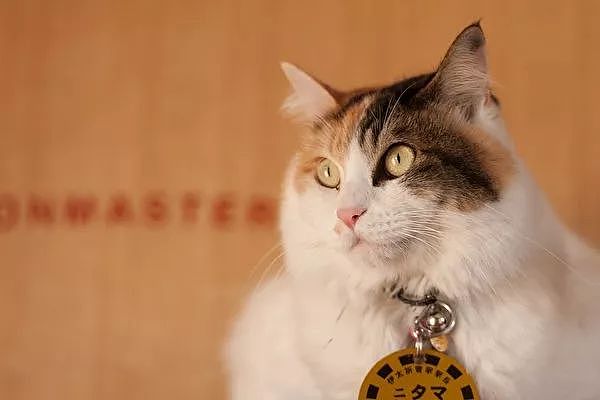 日本超人气猫站长升职啦，在它的升职演讲上，它一开口就让人... - 2