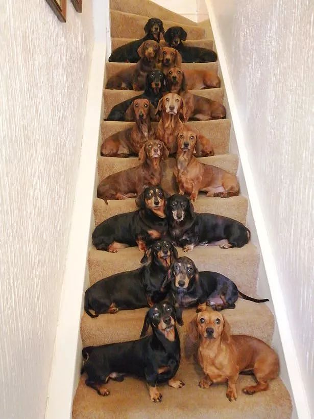 16只腊肠犬竟乖乖在楼梯间排排坐，只为拍张完美的大合照 - 3