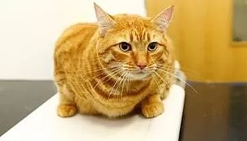 英国举办的宠物减肥大赛，其他毛孩子都瘦了，却唯独橘猫瘦不了！ - 7