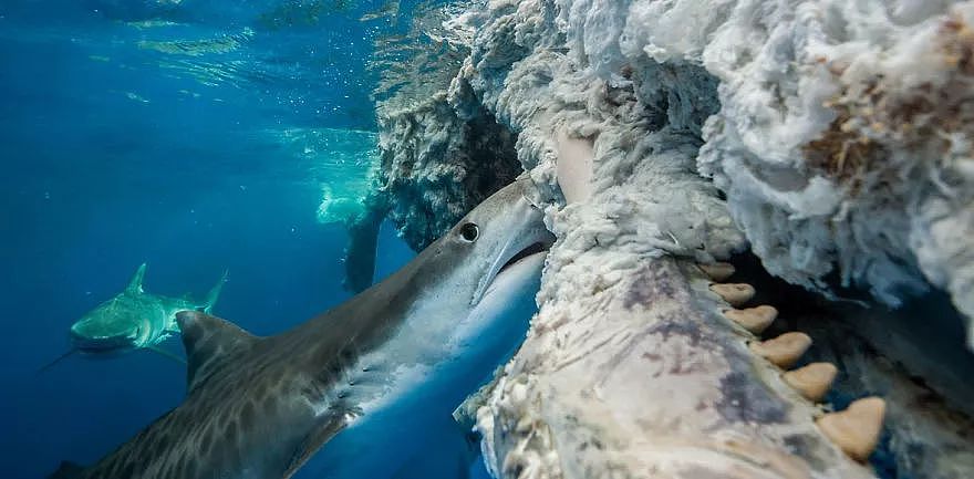 2018年水下摄影师大赛的获奖作品，带你进入一个水下世界 - 17