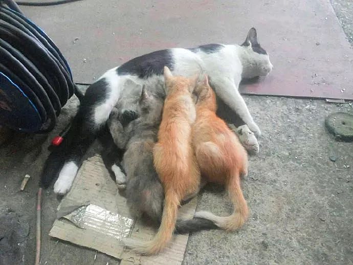 猫躺在地上给几只小猫喂奶，走近一看笑傻了，它是公的啊！ - 2