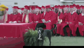 小主人好心带爱犬来见证自己的毕业典礼，结果真的超尴尬... - 3
