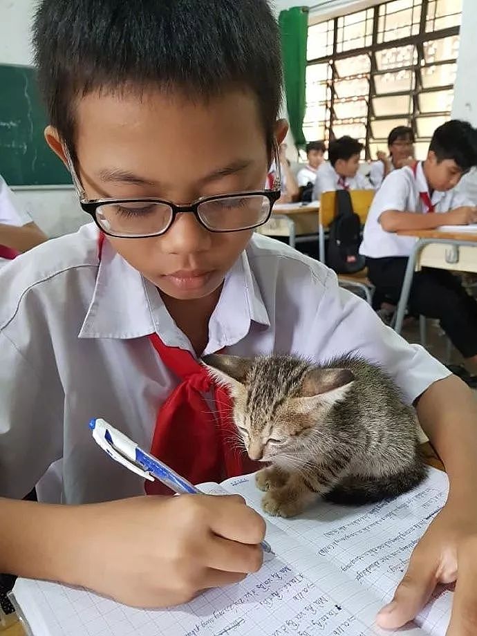 小朋友把猫带到教室一起上课，有猫陪着居然还能这么认真写作业！ - 2
