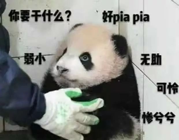 印度网友气急了：中国不租给我们大熊猫，我们就自己造一个！ - 5