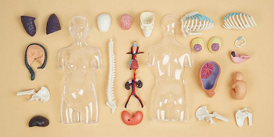果壳人体解剖“博物馆”迎来新藏品！可以吃的那种～ - 26