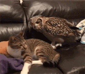 这只猫头鹰跟猫抢夺沙发，没想猫却怂了，结局有点出乎意外！ - 1