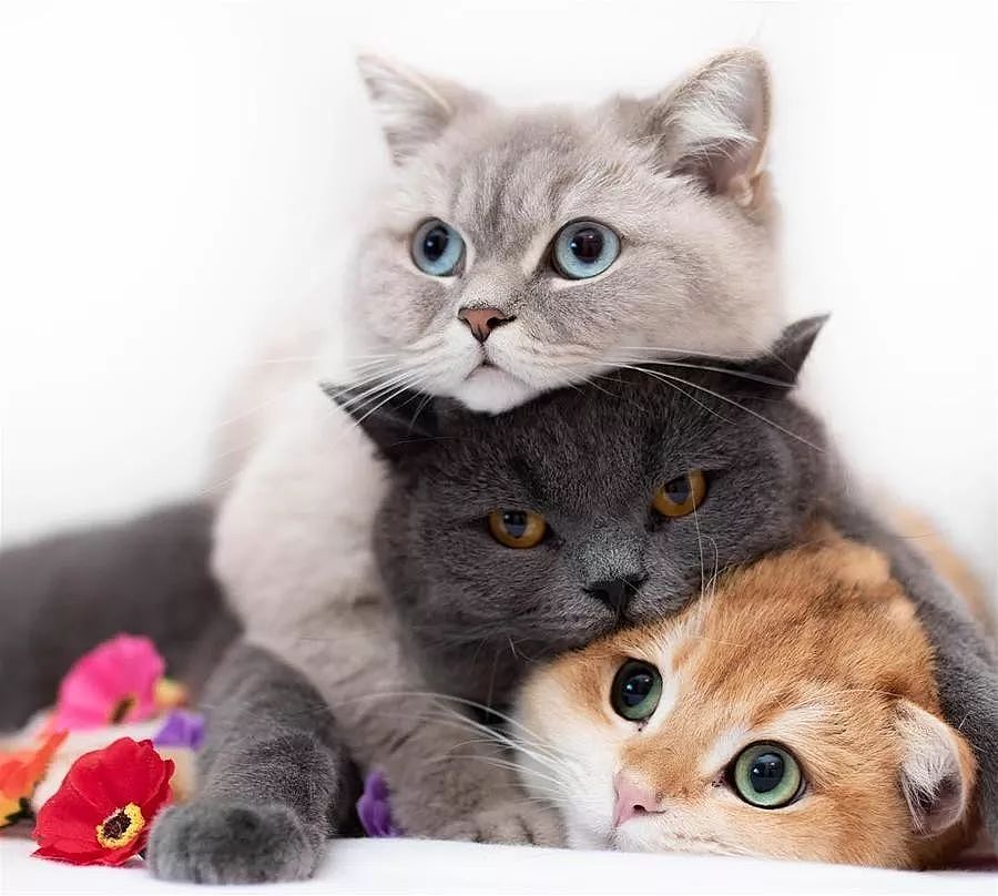这三只猫喜欢玩叠高高，从不考虑过下面那只的感受，笑屎！ - 13