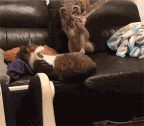 这只猫头鹰跟猫抢夺沙发，没想猫却怂了，结局有点出乎意外！ - 4