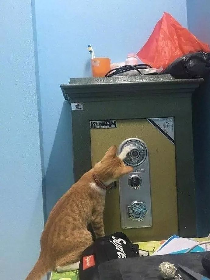 一只想偷开保险柜的猫，被当场抓获后，它的反应，笑飞了！ - 2