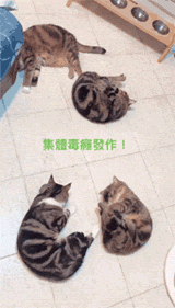 网友表示给家里的4只猫闻下猫薄荷后，那场面就像4条毛毛虫！ - 2