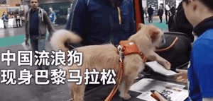 中国流浪狗跨国参加巴黎马拉松：它通过奔跑改变了命运 - 1