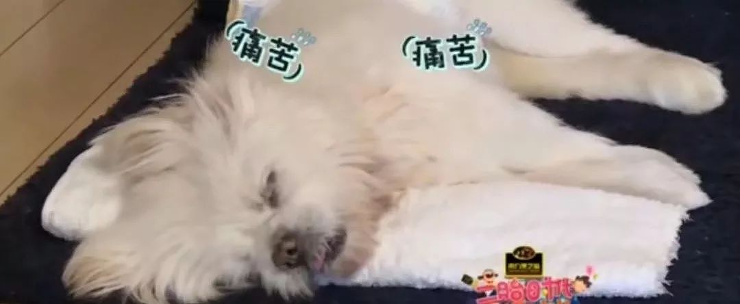 潘长江“120岁”高寿狗狗，曾与死神对抗4年… - 2