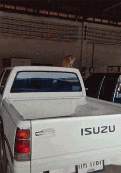 男子拿手机拍摄橘猫，被发现后，它从车上跳下来开始猛追，哈哈... - 1