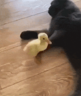 新养的小鸭子想跟猫亲近，增进感情，但猫猫好像不太领情！ - 2