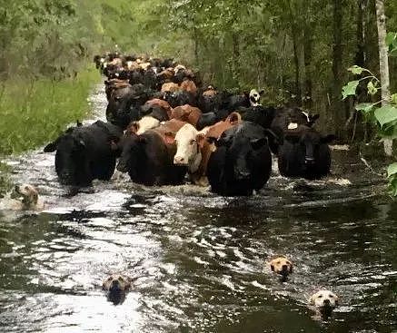 牧场被淹上百头牛被困，而拯救它们的，是四只狗狗... - 2