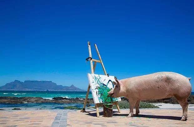 一头待宰的猪画了幅画，竟卖了23万元，被称为猪界毕加索，还全世界办展览！ - 4