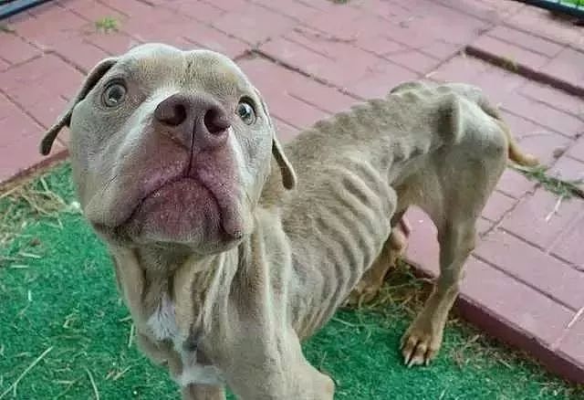 被虐待的骷髅狗狗，被救后，终于长出了“幸福肥”！ - 1