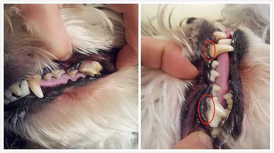狗狗牙周病严重融断下巴，只能在嘴上打钢钉固定…… - 13