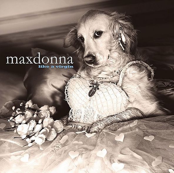 摄影师给狗狗拍了一组“麦当娜”同款照片，完全一个小巨星！ - 10