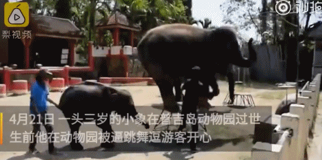 泰国全网禁播！大象旅游业背后的真相…… - 2
