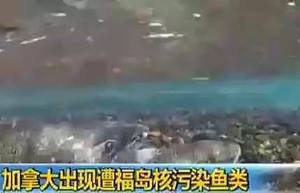 日本承认：112万吨核废水倒入太平洋！核辐射全球蔓延，祸及全人类！ - 20
