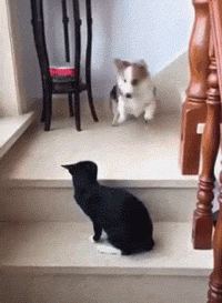 柯基把黑猫拦在楼梯口，以为会被打，没想到.... - 1