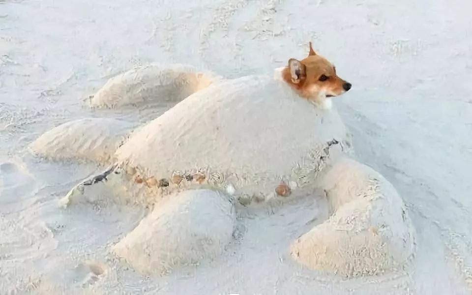 主人把狗狗骗去海滩，然后一言不合就埋了…… - 20