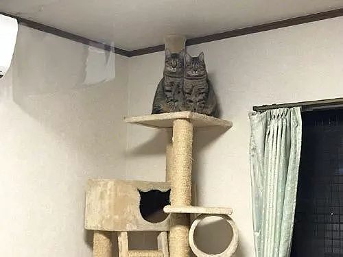 推主长期单身，现在连家里的两只猫用这样的眼神看自己，笑屎... - 1