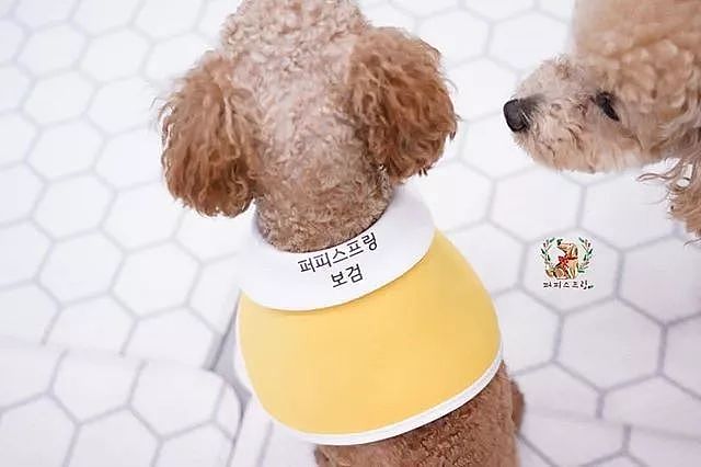 韩国狗狗幼儿园课程表曝光，原来它们上学不止打闹和睡觉！ - 20