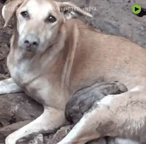 印度水灾后，人们在废墟中发现一只疯狂刨土的狗…… - 11