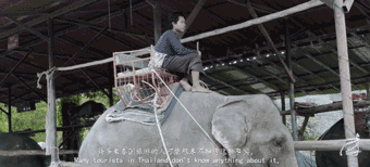 泰国全网禁播！大象旅游业背后的真相…… - 4