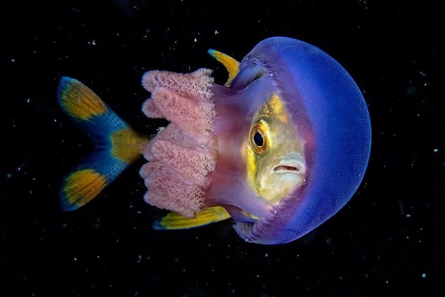 2018年水下摄影师大赛的获奖作品，带你进入一个水下世界 - 13