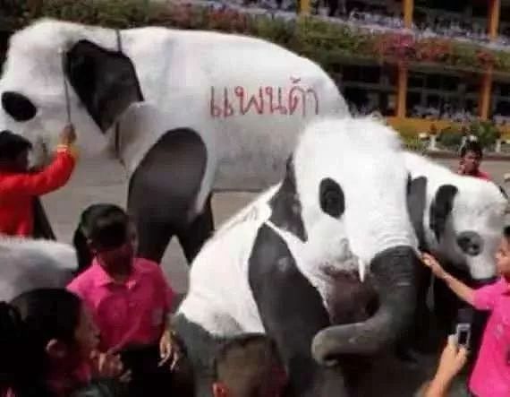 印度网友气急了：中国不租给我们大熊猫，我们就自己造一个！ - 3